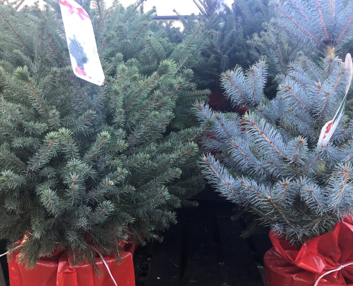 Potted Xmas Trees In Living Room